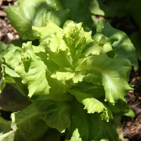 Dutch Dom wakacyjny *