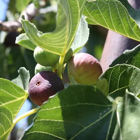 Dom wakacyjny Dutch Szybenik