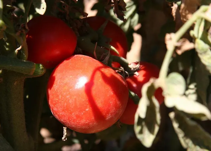 Dutch Dom wakacyjny Szybenik
