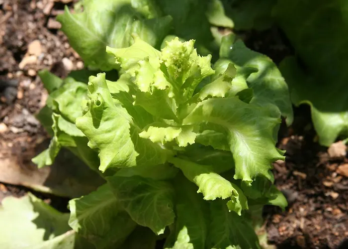 Dutch Dom wakacyjny *