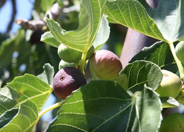 Dom wakacyjny Dutch Szybenik